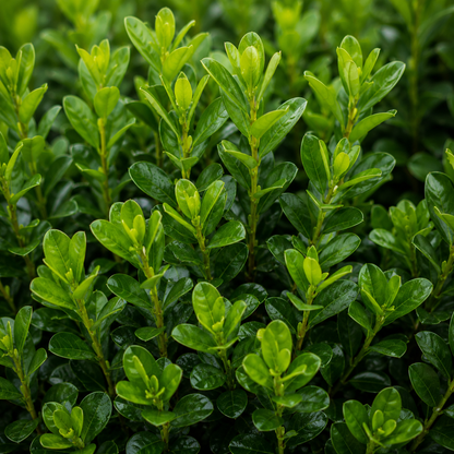 Boxwood SPRINTER®