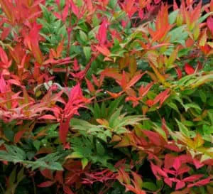 Obsession Nandina Shrub image 3