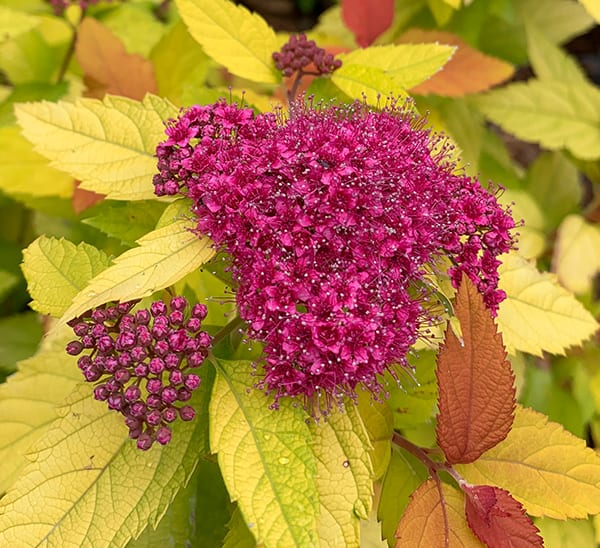 Double Play Candy Corn Spirea Shrub image 2