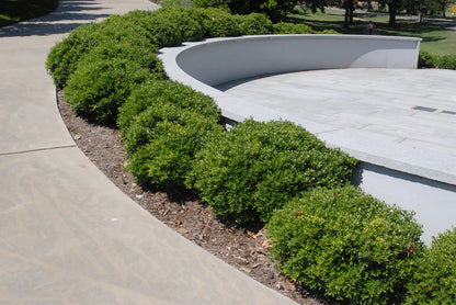 Compacta Holly Shrub image 3