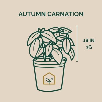 Autumn Carnation® Azalea