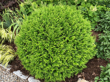 Hetz Midget Arborvitae - 3 Gallon image 2