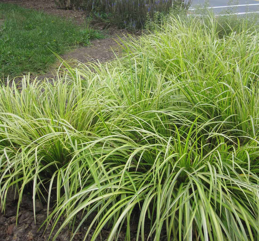 Golden Variegated Sweet Flag Perennial image 0