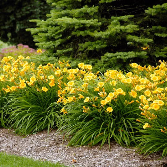 Stella de Oro Daylily Perennial - 1 Gallon (2 Pack) image 0