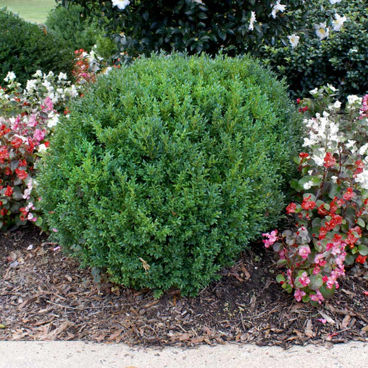 Compacta Holly Shrub image 0