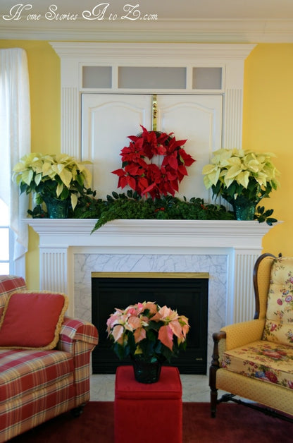 Poinsettia Pre-Sale: SHIPS NOVEMBER 25