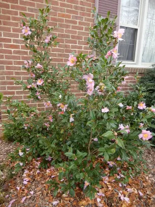 Winter's Star Camellia