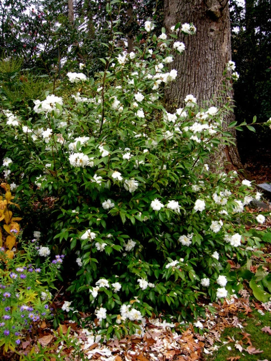 Winter's Snowman Camellia