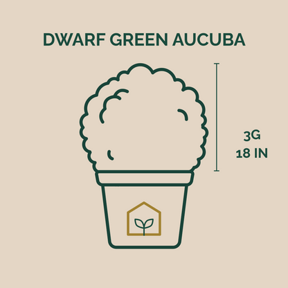 Dwarf Green Aucuba