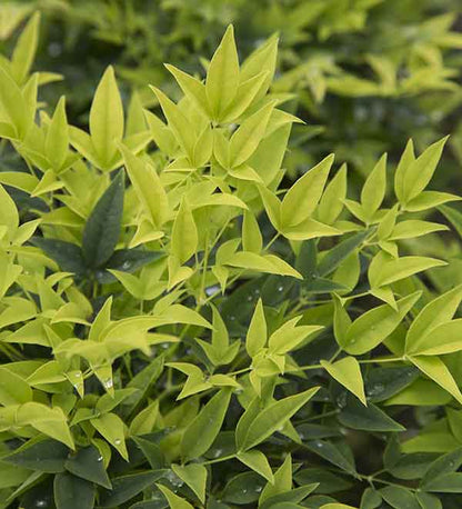 Lemon Lime Nandina Shrub image 2
