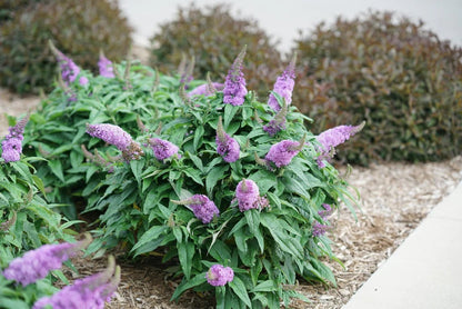 Pugster Amethyst Dwarf Butterfly Bush Shrub - 3 Gallon image 0