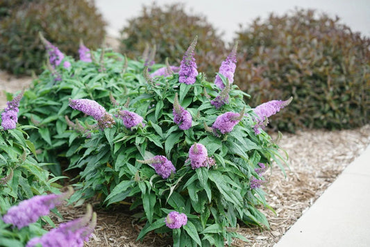 Pugster Amethyst Dwarf Butterfly Bush Shrub - 3 Gallon image 0