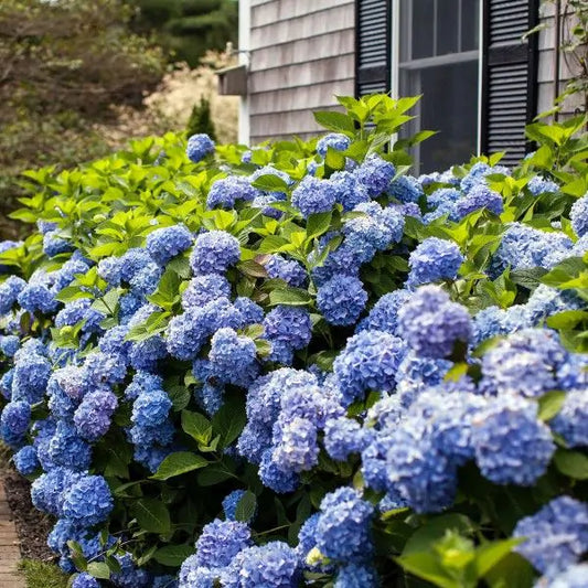 Endless Summer 'The Original' Hydrangea Shrub image 0
