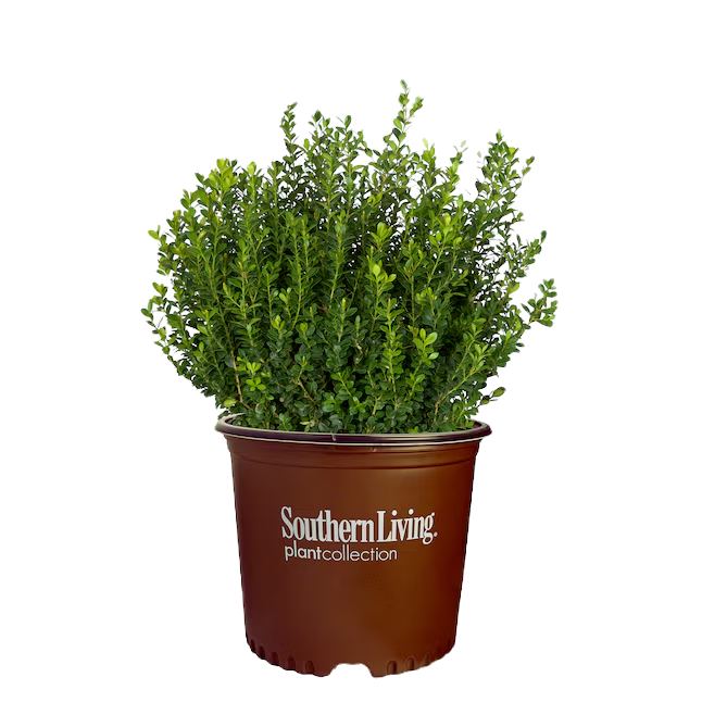 Baby Gem Boxwood Shrub image 1