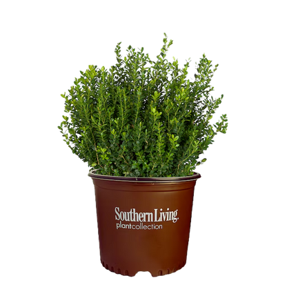 Baby Gem Boxwood Shrub image 1