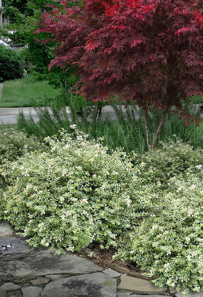 Radiance Abelia Shrub - 3 Gallon image 0