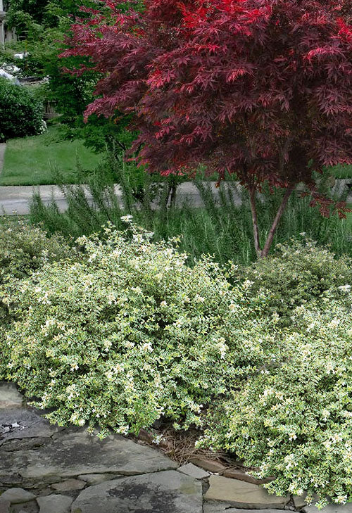 Radiance Abelia Shrub - 3 Gallon image 0