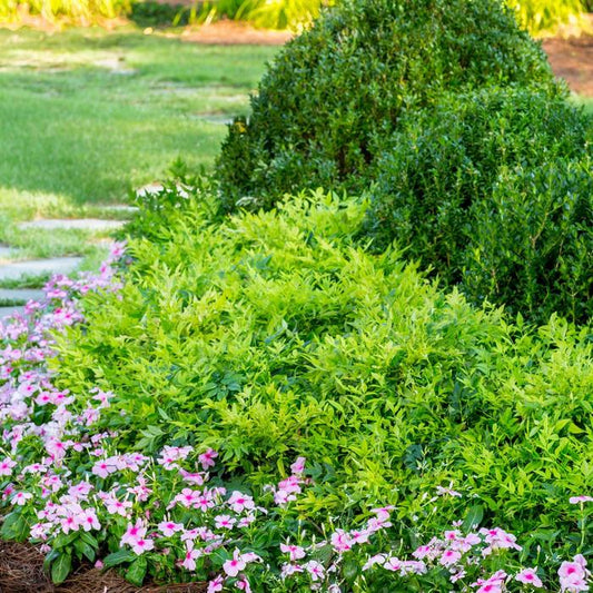 Lemon Lime Nandina Shrub image 0