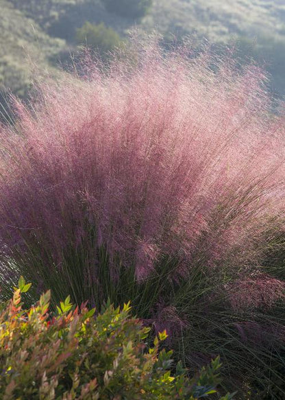 Pink Muhly Grass Perennial - 1 Gallon image 2