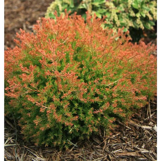 Fire Chief American Arborvitae Shrub - 3 Gallon image 0