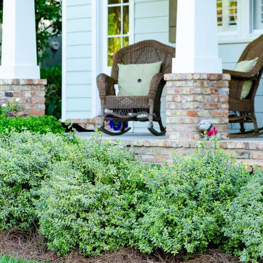 Confetti Abelia Shrub - 3 Gallon image 0