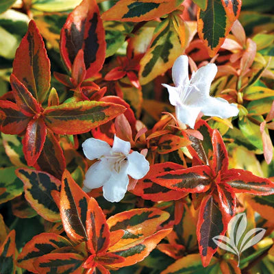 Kaleidoscope Abelia Shrub - 3 Gallon image 2