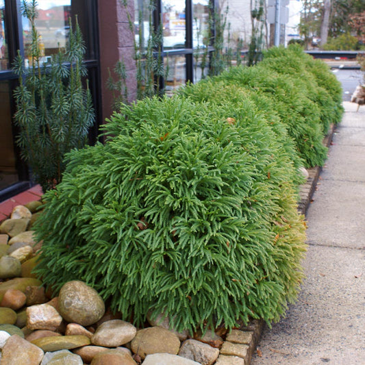 Dwarf Japanese Cedar Shrub - 3 Gallon image 0