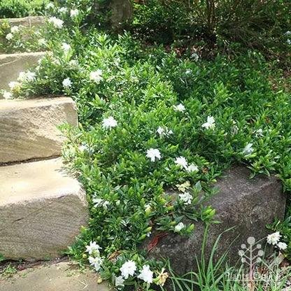 Dwarf Radicans Gardenia - 3 Gallon