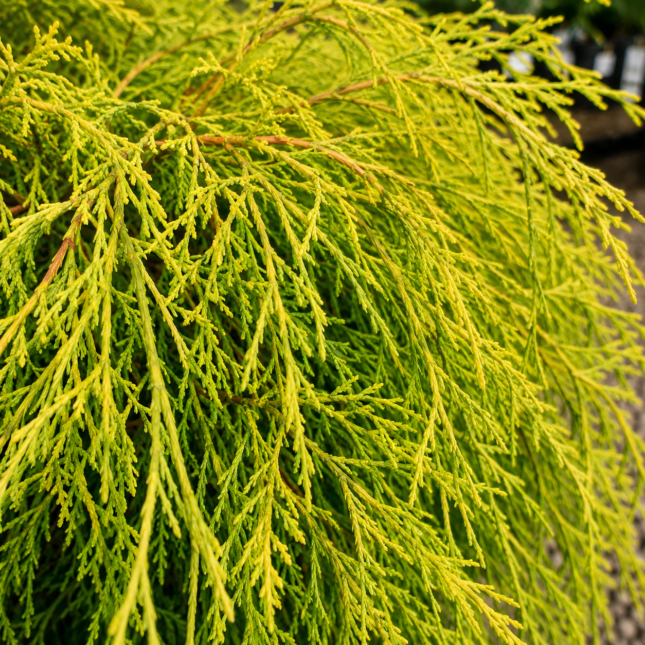 Gold Mop Cypress