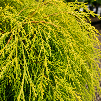 Gold Mop Cypress