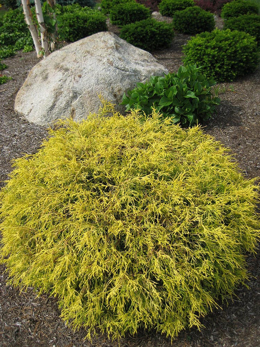Gold Mop Cypress - 3 Gallon