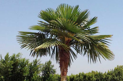 Windmill Palm Tree - 3 Gallon