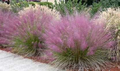 Pink Muhly Grass -  3 Gallon