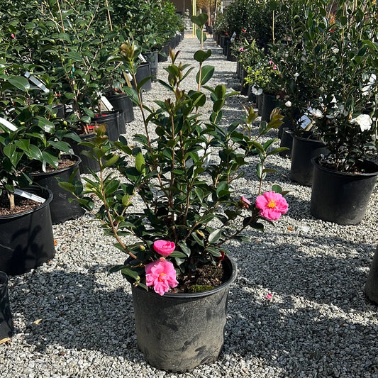 Winter's Joy Camellia