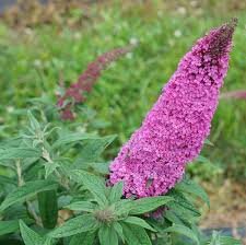 Pugster Pinker® Butterfly Bush - 3 Gallon