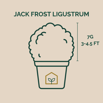 Jack Frost Ligustrum