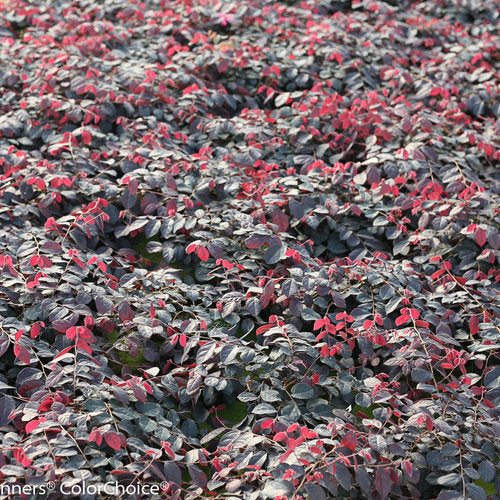 Jazz Hands® Pink Loropetalum - 3 Gallon