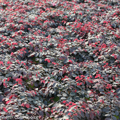 Jazz Hands® Pink Loropetalum - 3 Gallon