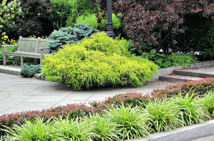 Variegated Liriope Perennial - 1 Gallon