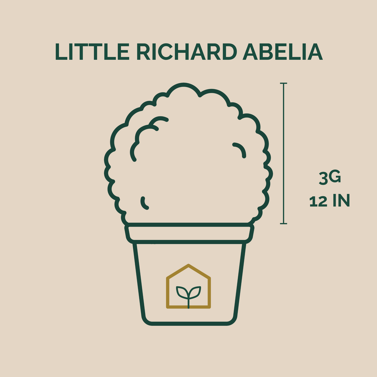 Little Richard Abelia