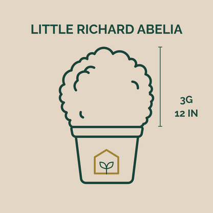 Little Richard Abelia