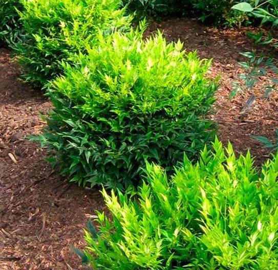 Lemon Lime Nandina - 3 Gallon