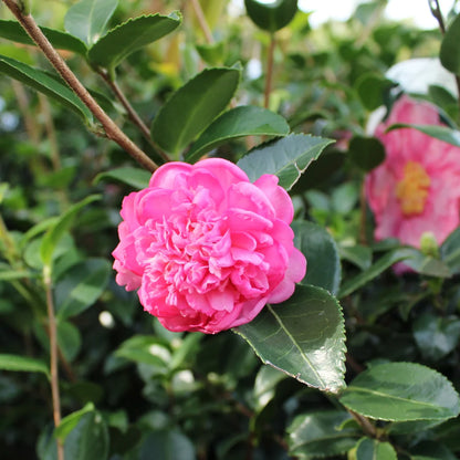 Winter's Joy Camellia