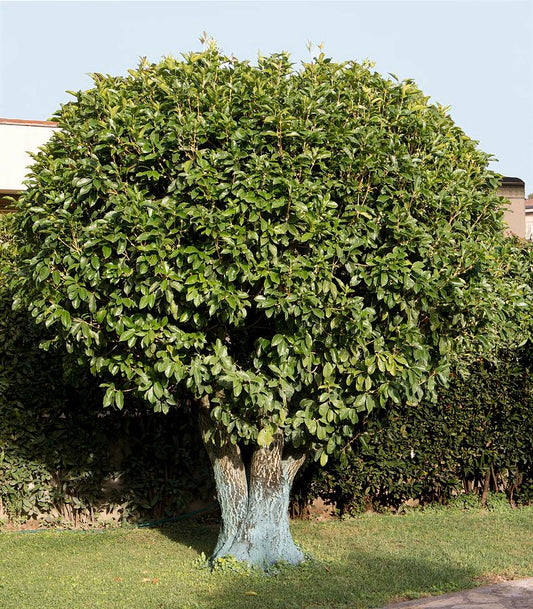 Fragrant Tea Olive Tree - 3 Gallon