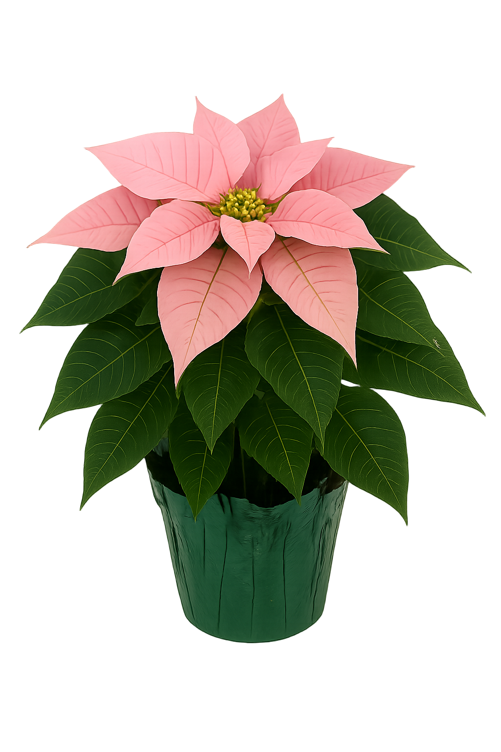 Pink Poinsettia