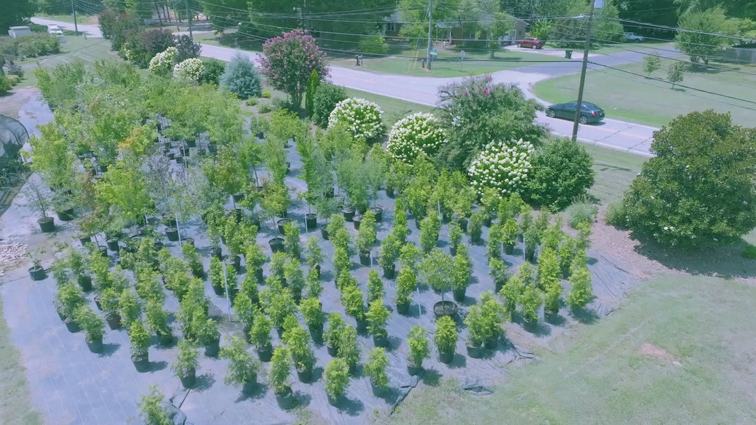 Overhead view of the Trees and Plants Garden Center and Plant Nursery