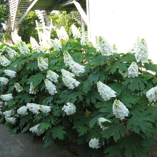 Gatsby Gal® Oakleaf Hydrangea - 3 Gallon