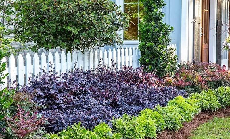 Cerise Charm™ Loropetalum - 3 Gallon