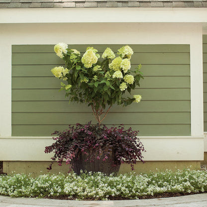 Jazz Hands® Pink Loropetalum - 3 Gallon