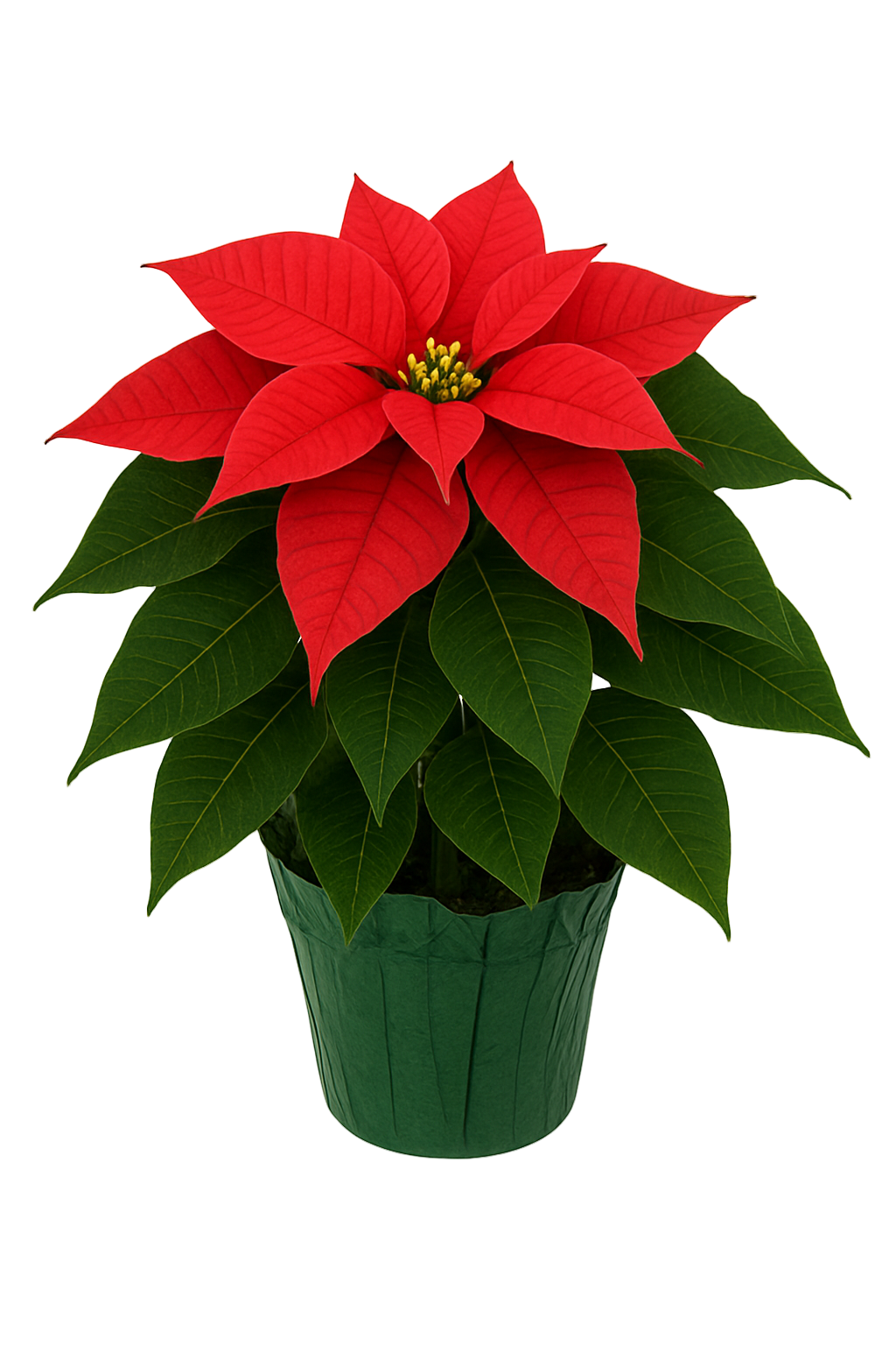 Red Poinsettia